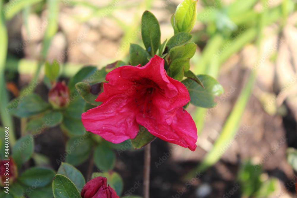 Flowers blooming in spring in Korea