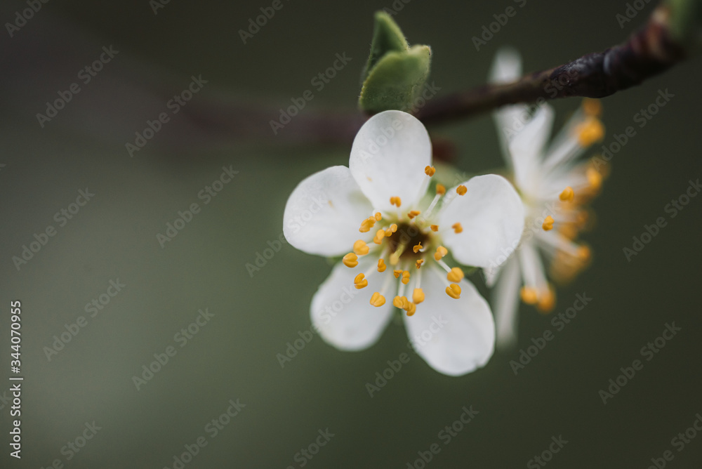 Beautiful spring tree branches Beautiful spring tree branches