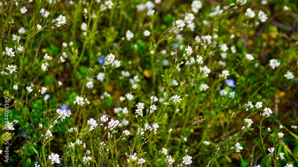 Frühlingsblüten