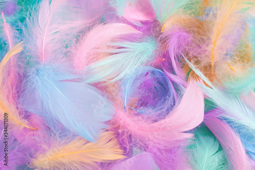 Colorful feather background  top view.