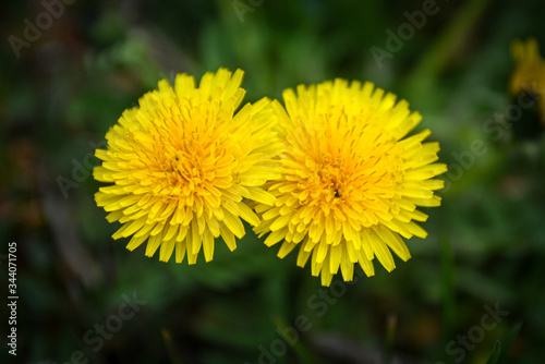 Two dandelions close up on a green backdrop. 
