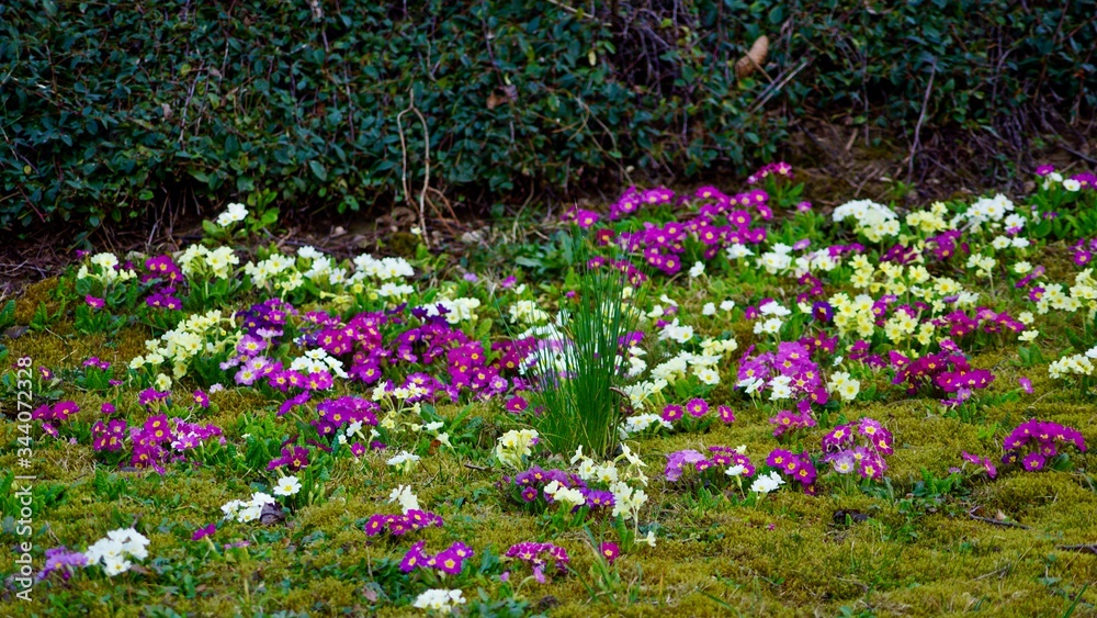 Frühlingsblüten