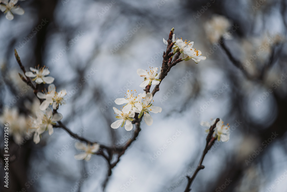 Beautiful spring tree branches Beautiful spring tree branches