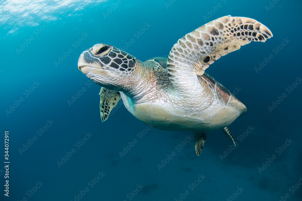 Obraz premium 屋久島はウミガメの島。 国内でも屈指のウミガメの多い島です。 写真は通年、最も多く見られるアオウミガメ