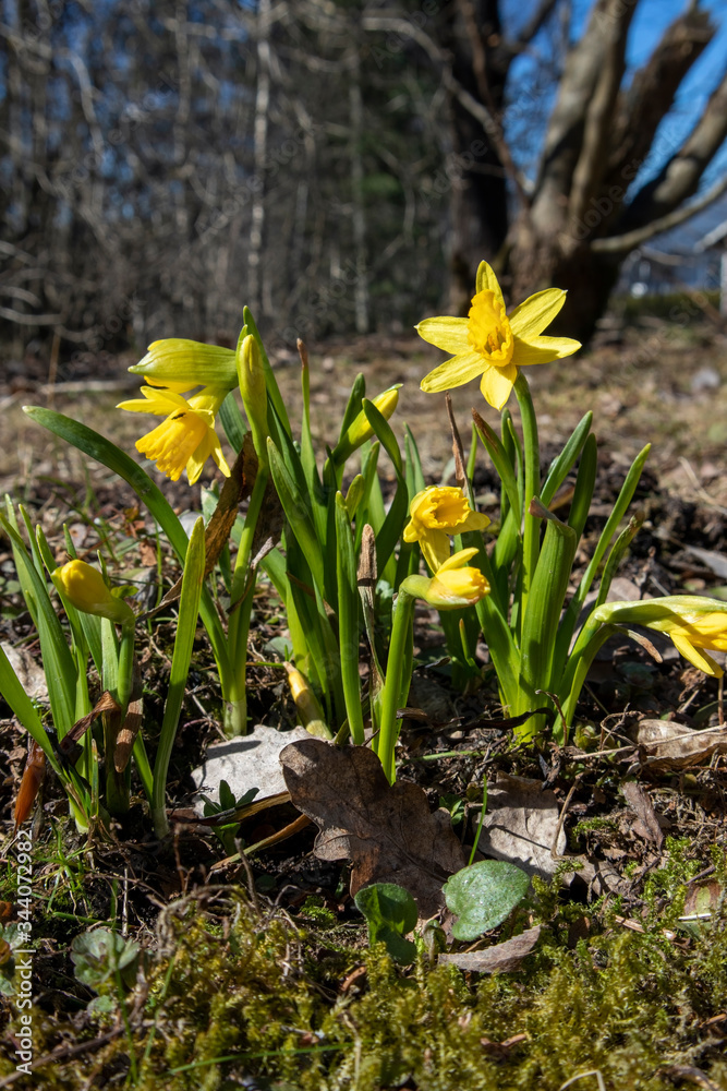 Obraz premium Yellow Daffodils, Tete a Tete Narcissi in garden