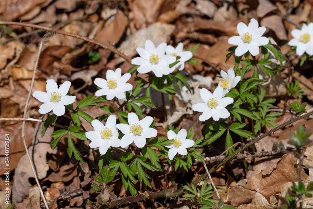 Eine schöne Gruppe Wildblumen im Wald: Buschwindröschen (lat.: Anemone nemorosa) im Frühling Eine schöne Gruppe Wildblumen im Wald: Buschwindröschen (lat.: Anemone nemorosa) im Frühling