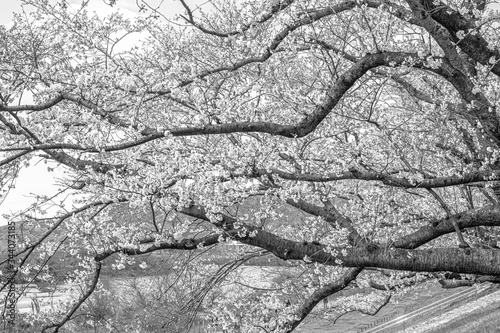 【セピア】早朝の背割堤の桜