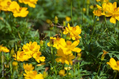 The yellow flowers in the garden serve as food sources for various insects and bees, butterflies. Intended for sucking on the nectar of flowers