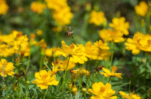 The yellow flowers in the garden serve as food sources for various insects and bees, butterflies. Intended for sucking on the nectar of flowers