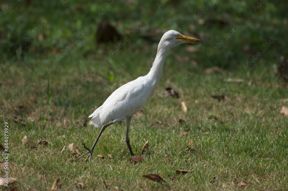 Bubulcus ibis or Cattle egret like to feed small animals in the open field. Living in the water like the white heron In the Bangkok city center Bubulcus ibis or Cattle egret like to feed small animals in the open field. Living in the water like the white heron In the Bangkok city center