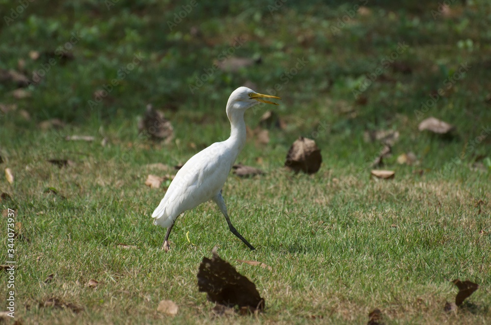Bubulcus ibis or Cattle egret like to feed small animals in the open field. Living in the water like the white heron In the Bangkok city center Bubulcus ibis or Cattle egret like to feed small animals in the open field. Living in the water like the white heron In the Bangkok city center