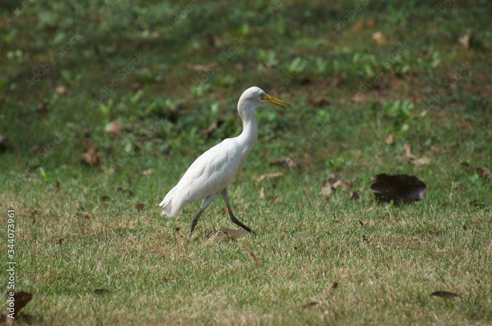 Bubulcus ibis or Cattle egret like to feed small animals in the open field. Living in the water like the white heron In the Bangkok city center Bubulcus ibis or Cattle egret like to feed small animals in the open field. Living in the water like the white heron In the Bangkok city center