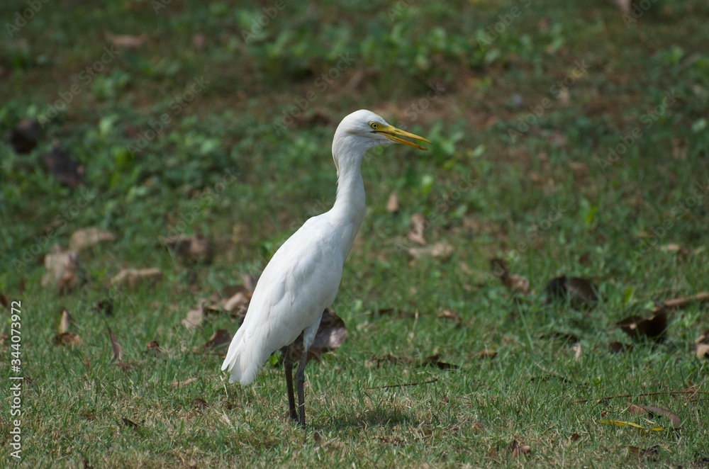 Bubulcus ibis or Cattle egret like to feed small animals in the open field. Living in the water like the white heron In the Bangkok city center Bubulcus ibis or Cattle egret like to feed small animals in the open field. Living in the water like the white heron In the Bangkok city center