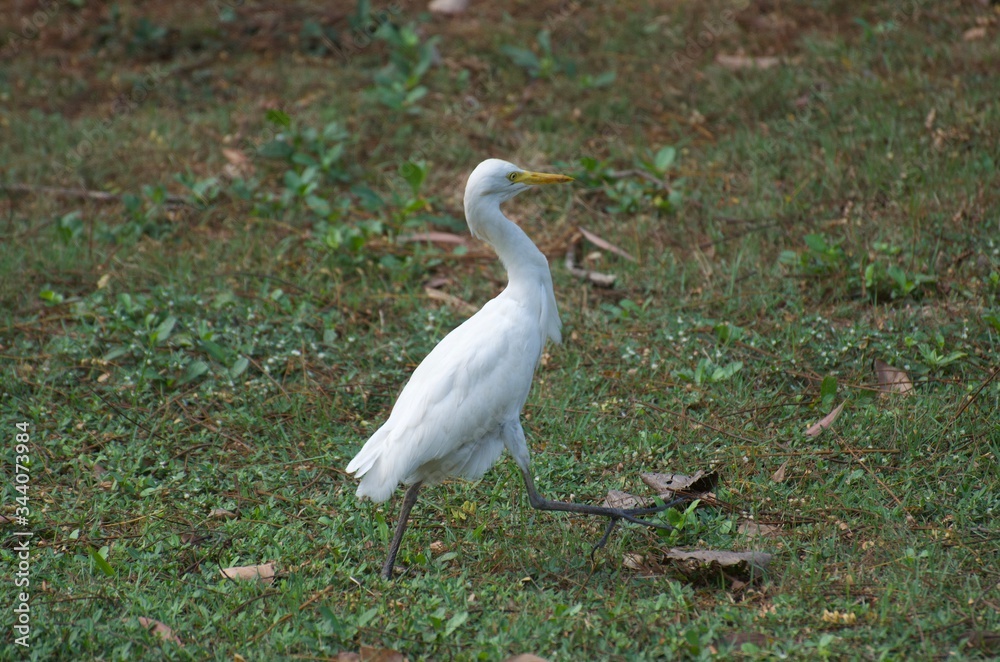 Bubulcus ibis or Cattle egret like to feed small animals in the open field. Living in the water like the white heron In the Bangkok city center Bubulcus ibis or Cattle egret like to feed small animals in the open field. Living in the water like the white heron In the Bangkok city center