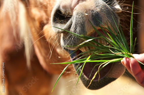 Hand is feeding horse or a pony. Chewing on grass  open mouth and teeth reaching for food. horse s nose mouth feeding closeup. 