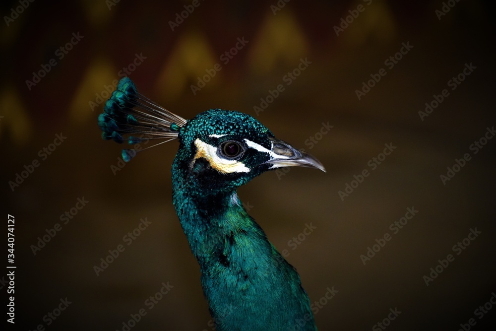 A beautiful closeup of a peacock. A beautiful closeup of a peacock.