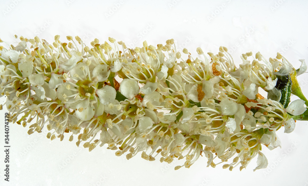 Kirschlobeerblüten