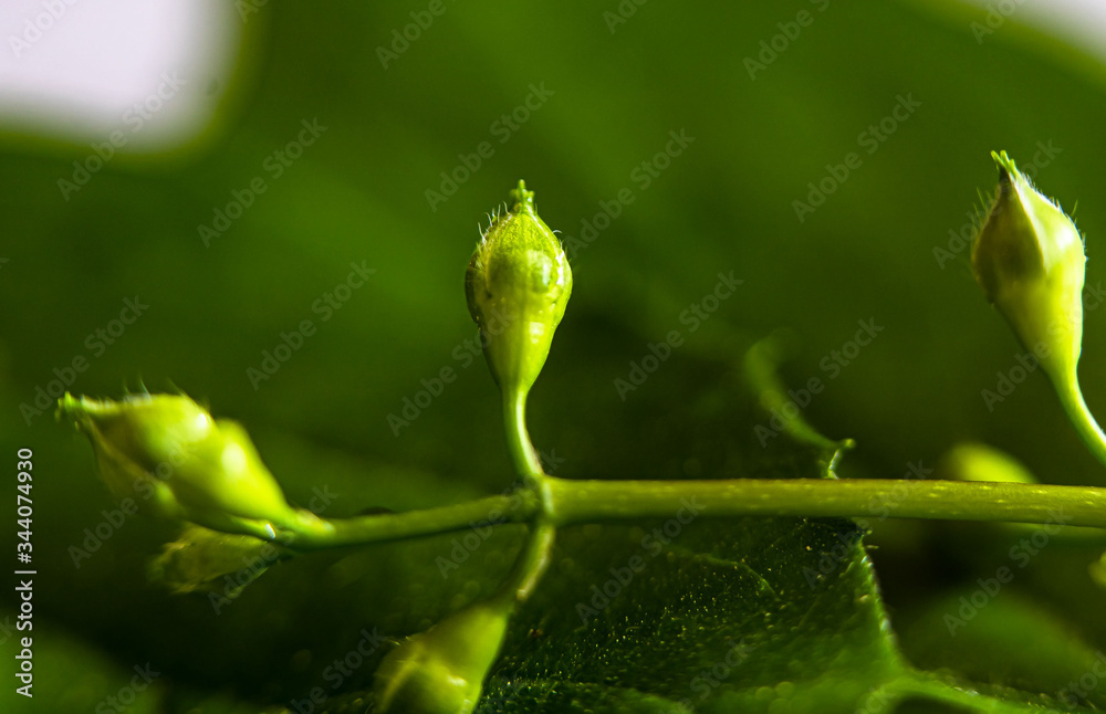 Falscher Jasmin- Knospe