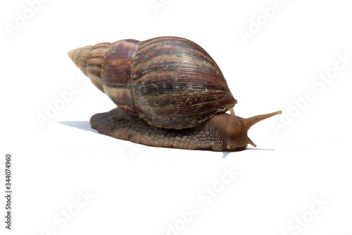 Garden snail isolated on white.