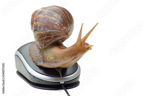 Garden snail next to computer mouse, slow internet, slow processor, isolated on white