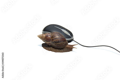 Garden snail next to computer mouse, simulating slowness, isolated on white
