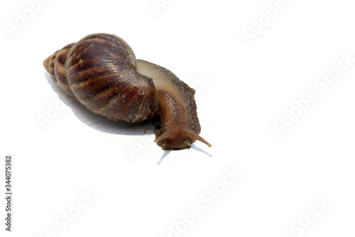 Garden snail isolated on white.