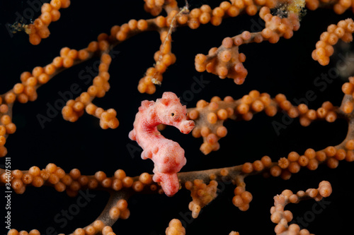 The Denise's Pigmy sea horse