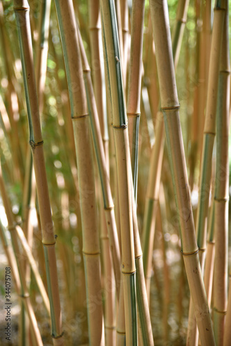 Bambou brun au jardin