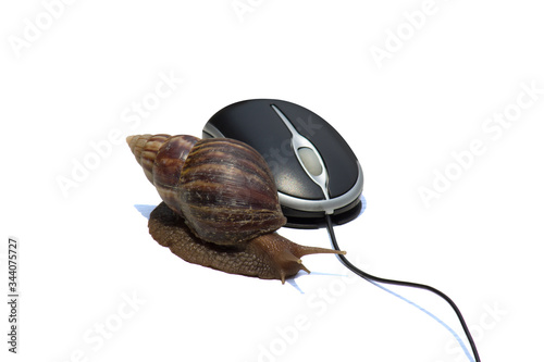Garden snail next to computer mouse, simulating slowness, isolated on white