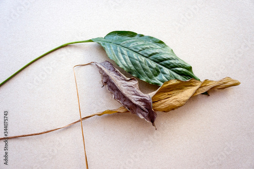 Leaves of the plant from green to completely dried on a white background