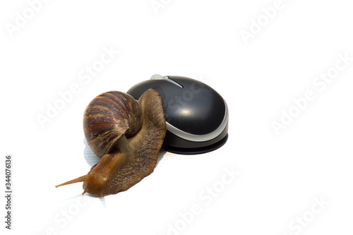 Garden snail next to computer mouse, slow internet, slow processor, isolated on white