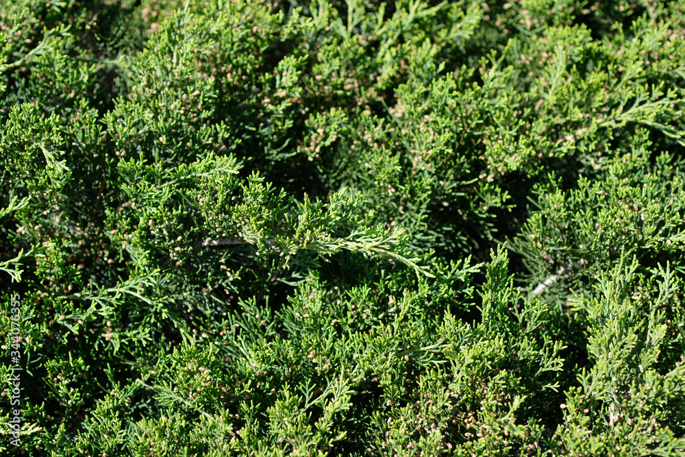 Creeping juniper Creeping juniper