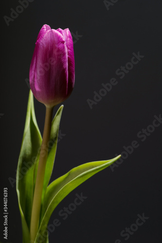 close up photo of violet tulip on black background