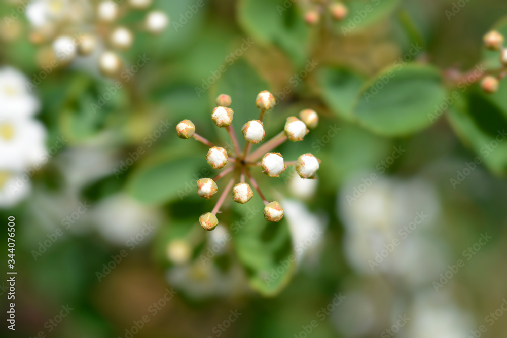 Van Houttes spiraea Van Houttes spiraea