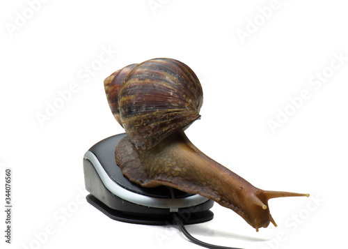 Garden snail next to computer mouse, slow internet, slow processor, isolated on white