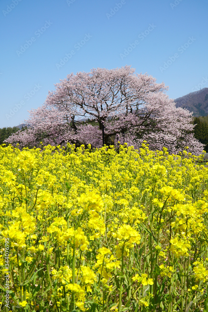 黒部のエドヒガン桜 黒部のエドヒガン桜