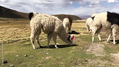 Close up shot of some llamas in Bolivia, South America. Llamas eating in a field in a valley of Bolivia. Llamas comiendo hierba en un campo. photo