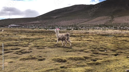 Lonely llama walking through a valley in Bolivia. Lama grazing in its natural habitat. Llama solitaria caminando por el campo. photo