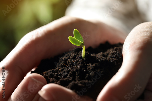 Woman holding soil with little green seedling, closeup
