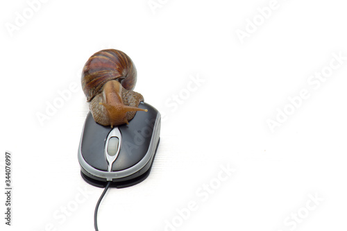 Garden snail next to computer mouse, slow internet, slow processor, isolated on white