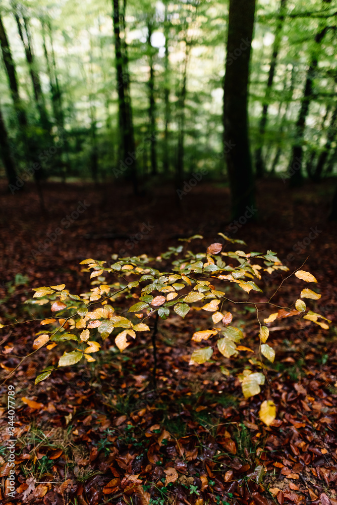 Small beech growing in beech forest on a wet autumn morning with green and gold colors on a blanket of fallen leaves. Small beech growing in beech forest on a wet autumn morning with green and gold colors on a blanket of fallen leaves.
