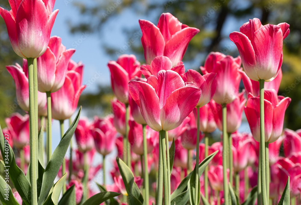 Tulip. Festival. Flora. Nature. Garden. Plant. Red Tulip. Festival. Flora. Nature. Garden. Plant. Red