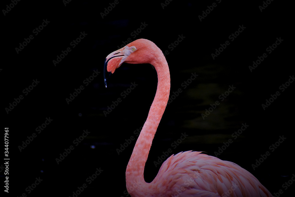 Fototapeta premium pink flamingo isolated on black background