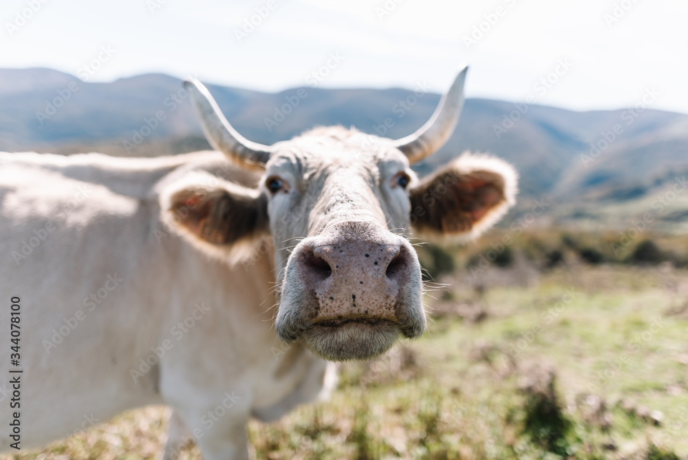 Closeup of the nose of a white cow with defocused mountains background