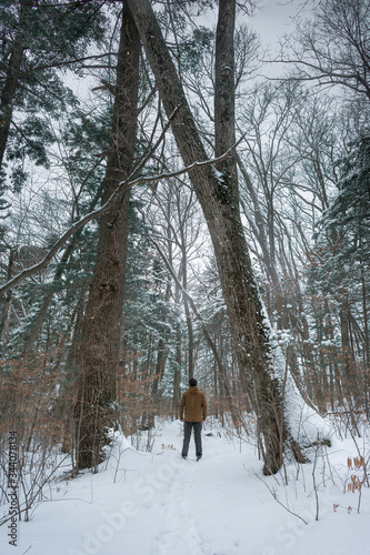 A man stands with his back in a coniferous winter forest