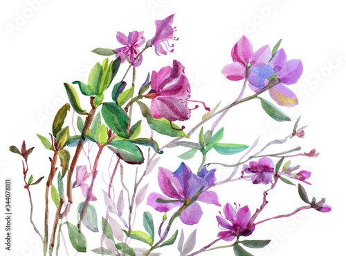 Watercolor illustration green leaves and pink flowers lilac isolated on white background art creative object spring time
