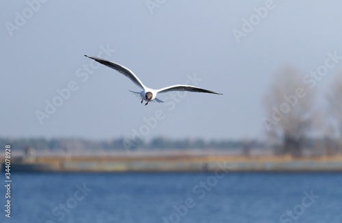 White seagull flies on blue sky