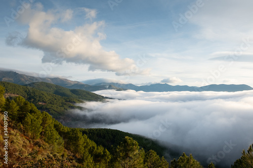 Mar de nubes sobre un pinar del valle del Tiétar, en el Parque Regional de la Sierra de Gredos.