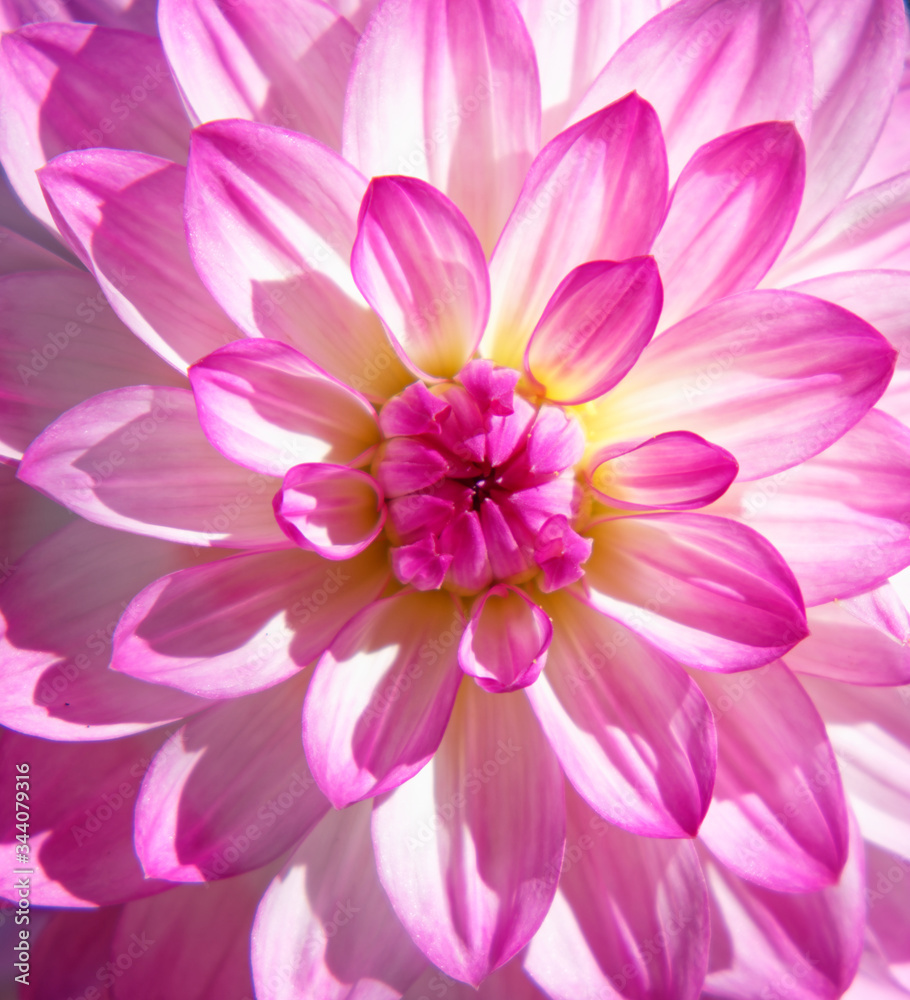 Close up of pink dahlia flower Close up of pink dahlia flower