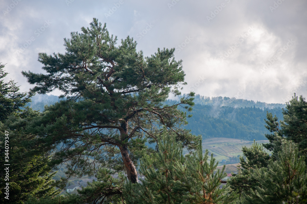 Obraz premium pine trees in the mountains